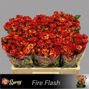 R TR FIRE FLASH