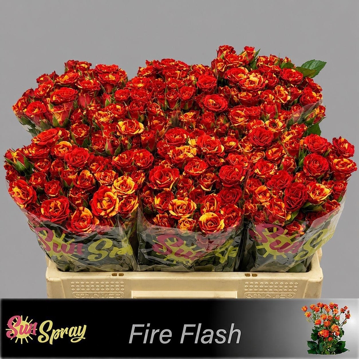 <h4>R TR FIRE FLASH</h4>