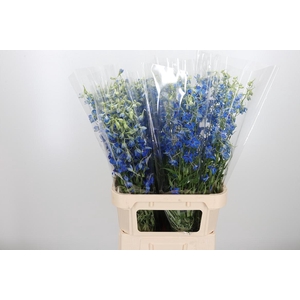 Delphinium Be Volkerfrieden