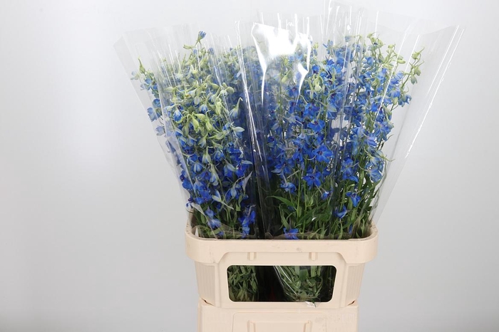 <h4>Delphinium Be Volkerfrieden</h4>