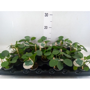 Pilea peperomioides