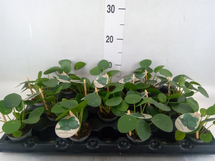 <h4>Pilea peperomioides</h4>
