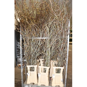 Prunus Serrulata 180cm P Stem