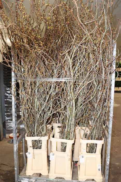 <h4>Prunus Serrulata 180cm P Stem</h4>