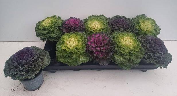 <h4>BRASSICA (SIERKOOL)</h4>