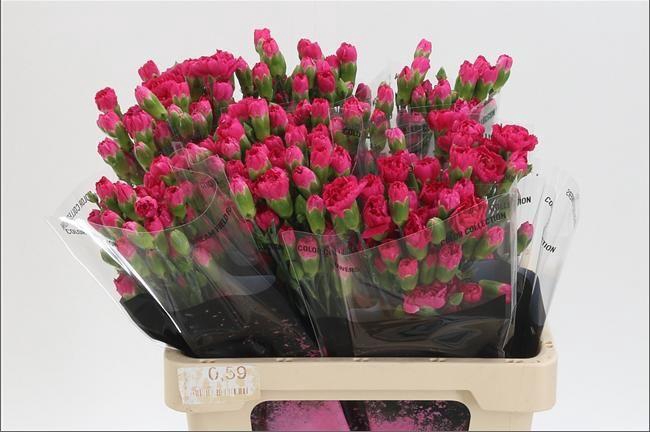 <h4>DI TR PIGEON</h4>