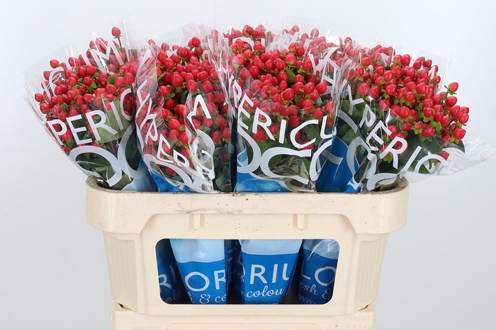 <h4>Hyp Coco Rio Rood</h4>