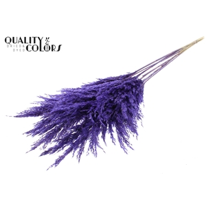 Pampas Grass 100cm 5st/bunch Purple