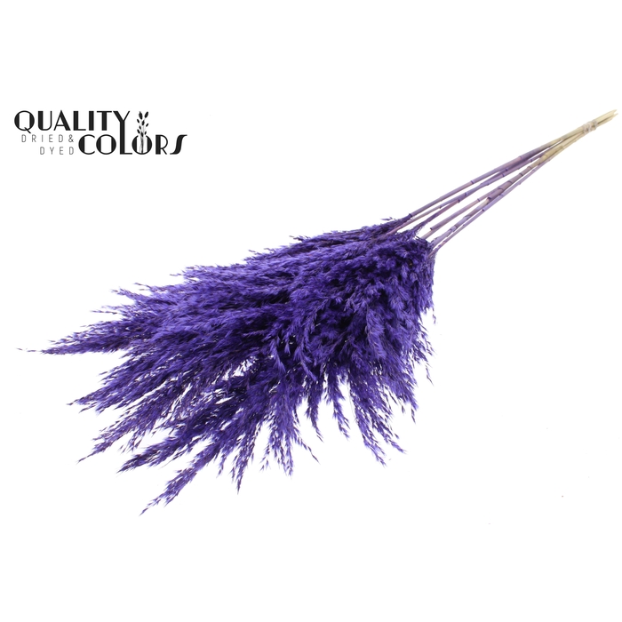 <h4>Pampas Grass 100cm 5st/bunch Purple</h4>