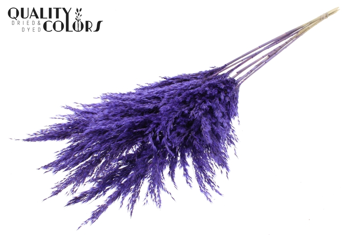 Pampas Grass 100cm 5st/bunch Purple