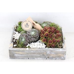 arr4 Semp PL - Hout dienblad