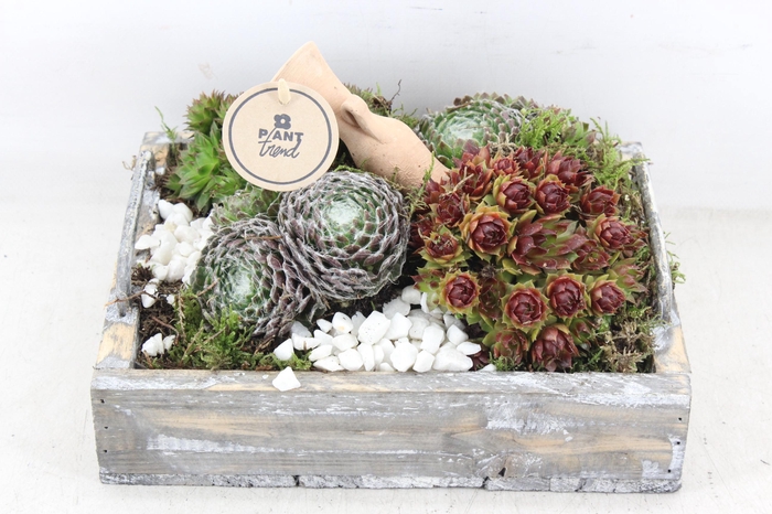 <h4>arr4 Semp PL - Hout dienblad</h4>