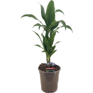 Dracaena deremensis janet craig 30-10