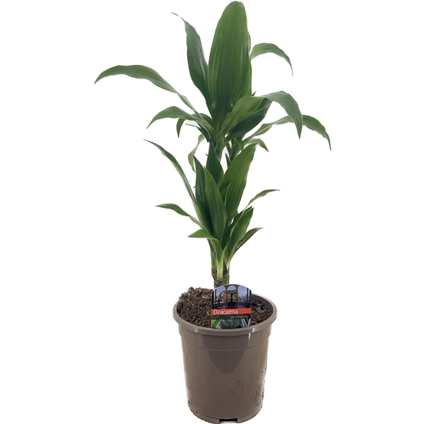 <h4>Dracaena deremensis janet craig 30-10</h4>