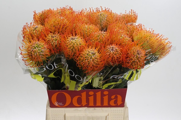 <h4>Nutans Ayoba Sun</h4>