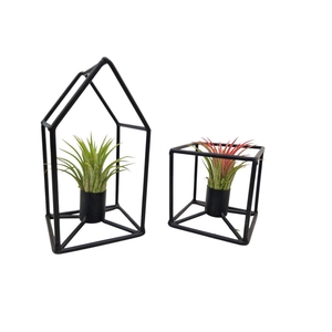 Arrangementen Tillandsia 6%
