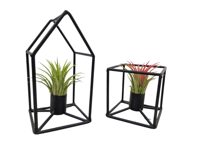 <h4>Arrangementen Tillandsia 6%</h4>