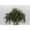 Setaria Italica Red Jewel