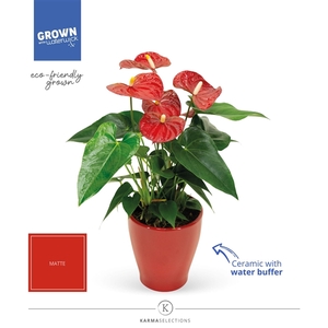 Anthurium - KARMA Red | Carolina Red | Waterreservoir