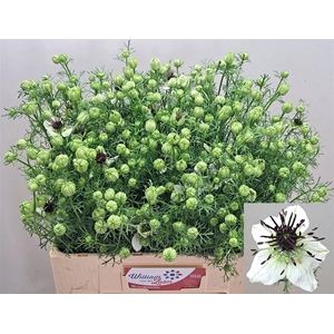 Nigela Bride Per Bos