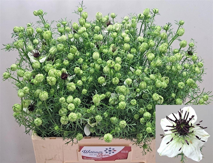 <h4>Nigela Bride Per Bos</h4>