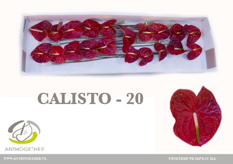 ANTH A CALISTO 20