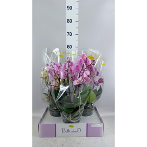 Phalaenopsis multi.   ...mix  3