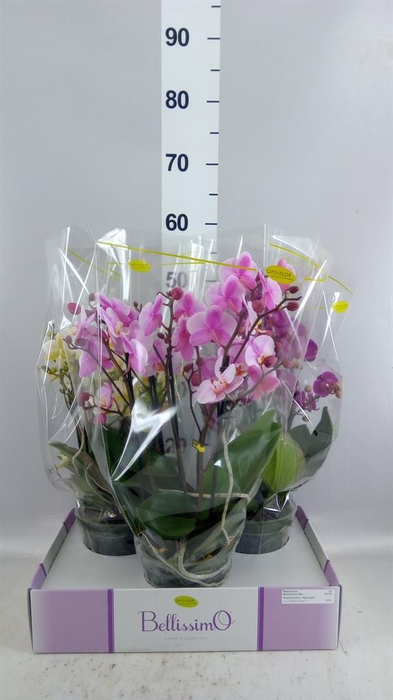 <h4>Phalaenopsis multi.   ...mix  3</h4>
