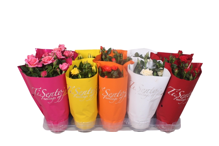 <h4>RO KORDANA GEM</h4>