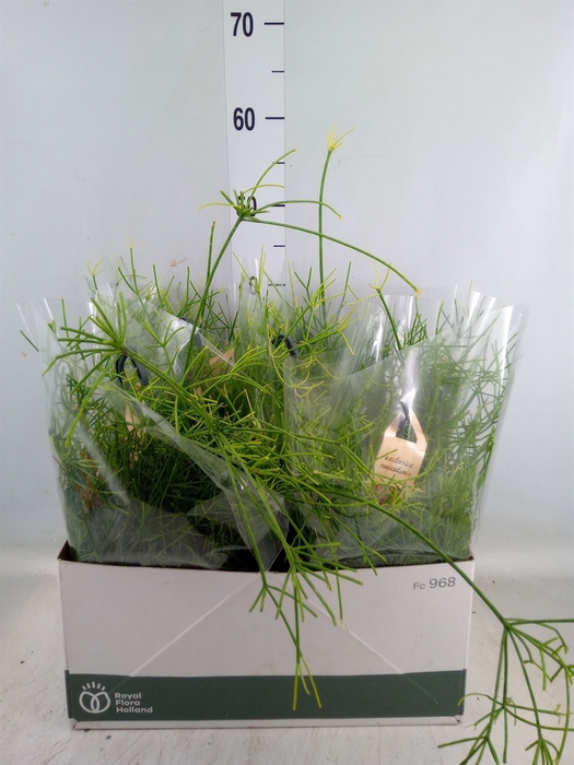 <h4>Rhipsalis   ...</h4>