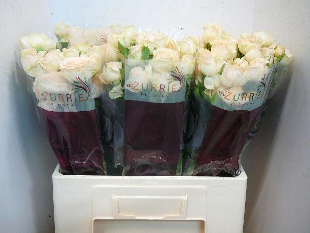 <h4>R TR SANCERRE</h4>