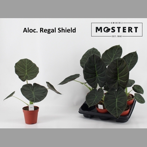ALOC REGAL SHIELDS