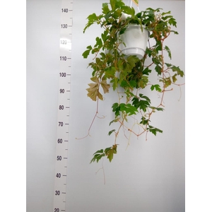 Cissus rhombifolia 'Ellen Danica'
