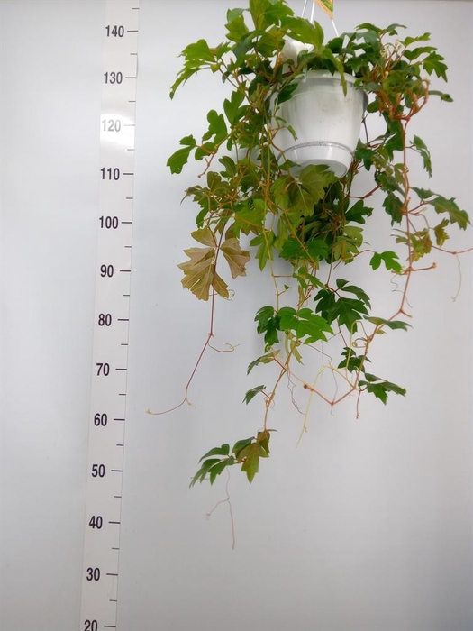 <h4>Cissus rhombifolia 'Ellen Danica'</h4>