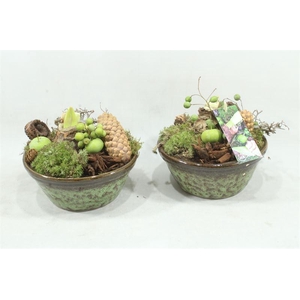 arr4 amaryllis mbd - ker. spikkelschaal x3