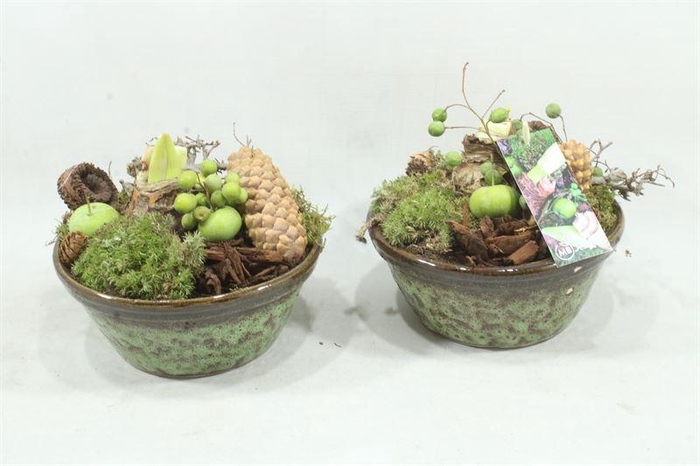 <h4>arr4 amaryllis mbd - ker. spikkelschaal x3</h4>