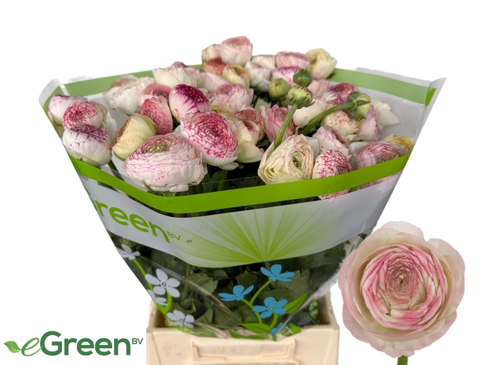 <h4>RAN AAZUR PI STRIPE</h4>