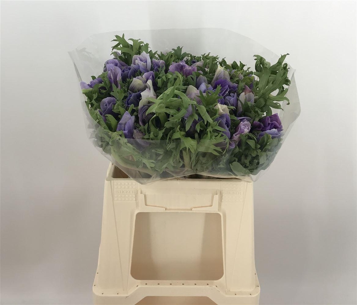 <h4>Anem Mistral+ Lavendel</h4>