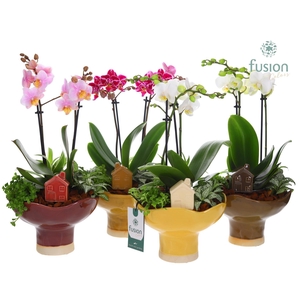 Keramiek schaal Large met Phalaenopsis arrangement