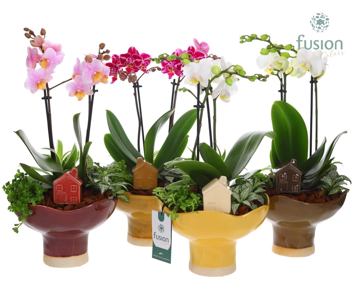 <h4>Keramiek schaal Large met Phalaenopsis arrangement</h4>