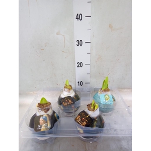 Hippeastrum   ...waxed