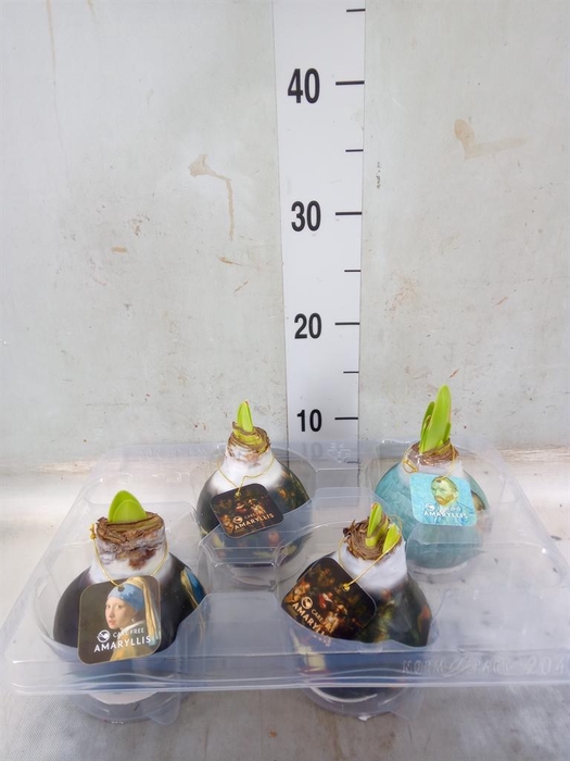 <h4>Hippeastrum ...waxed</h4>