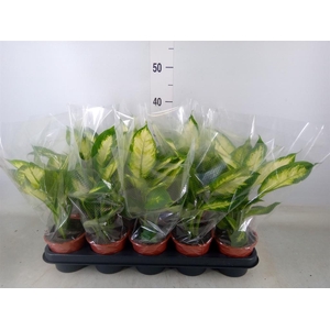 Dieffenbachia  'Camilla'