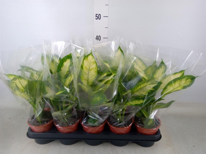 <h4>Dieffenbachia  'Camilla'</h4>
