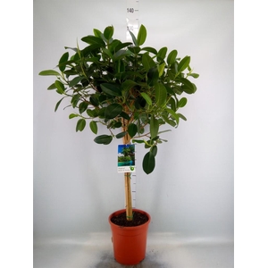 Ficus   ...