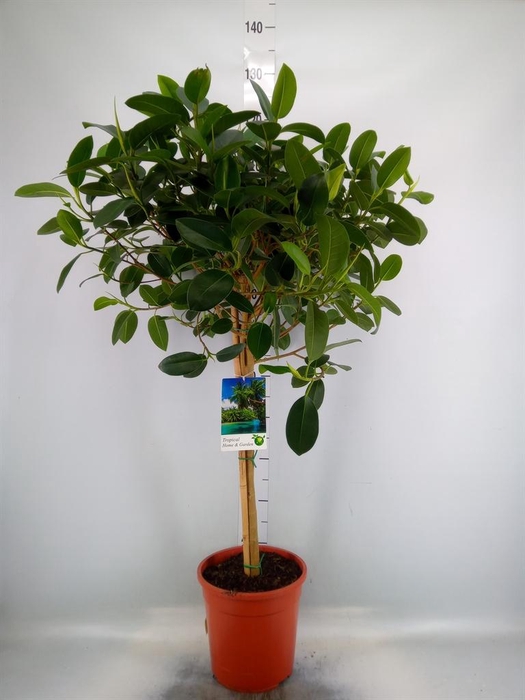 <h4>Ficus   ...</h4>