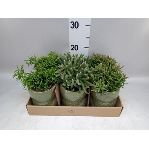 Rhipsalis ...mix