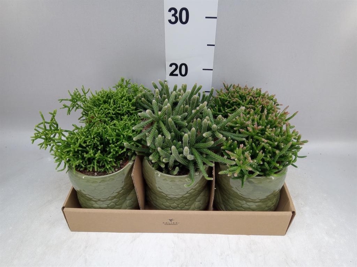 <h4>Rhipsalis ...mix</h4>
