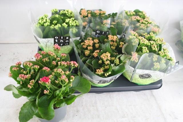 <h4>KAL GE GEM 4 KL</h4>