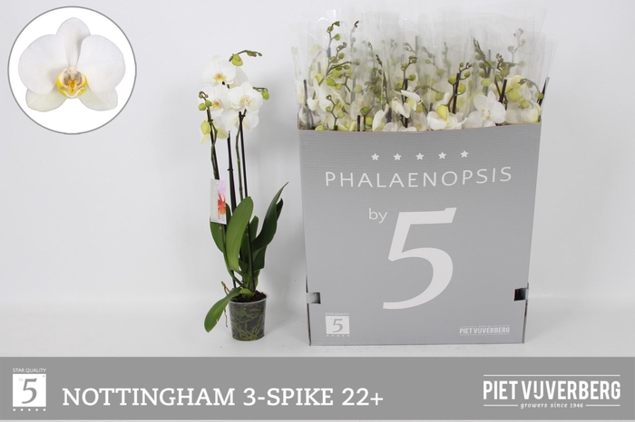 <h4>PHAL AN NOTTINGHAM</h4>